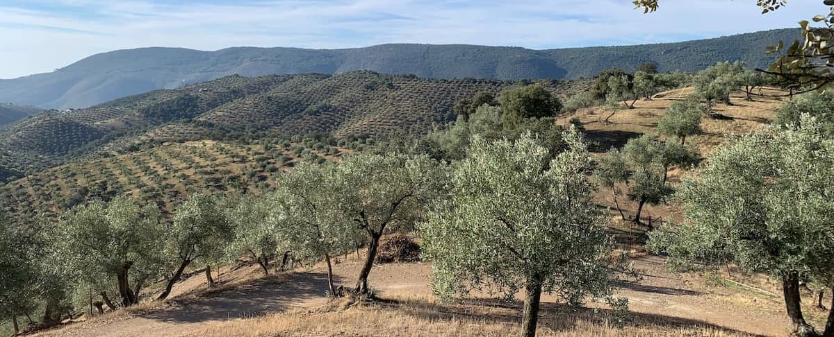 andalousie Paysage vallonné d’Andalousie rurale avec champs d’oliviers à perte de vue et collines verdoyantes en arrière-plan